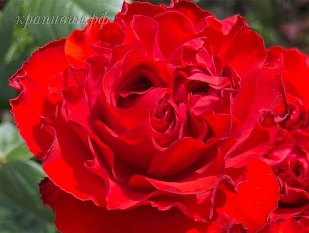 роза самарканда