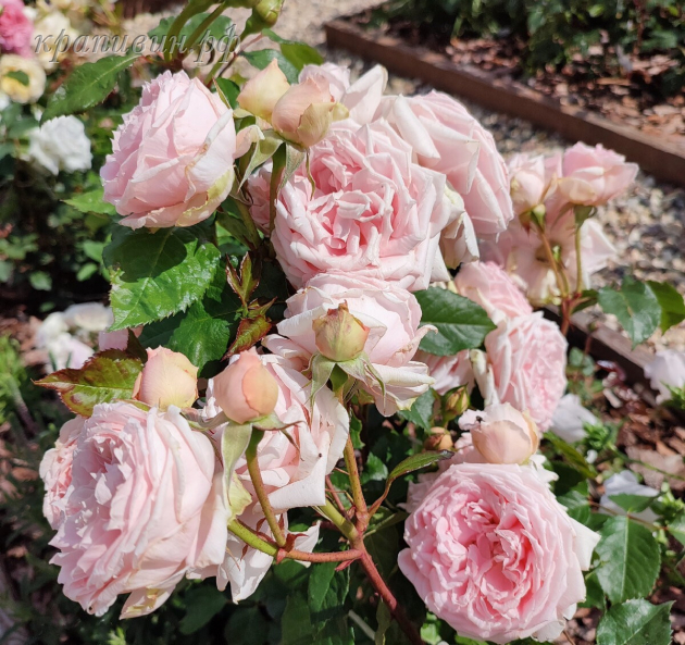 роза хитоми энциклопедия роз