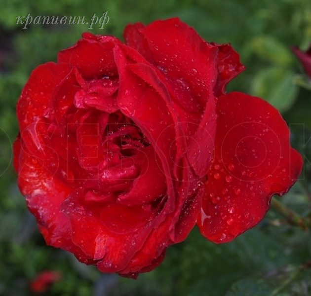 самарканда роза описание