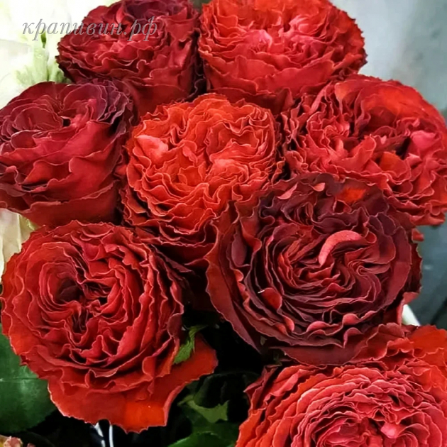 роза самарканда фото и описание