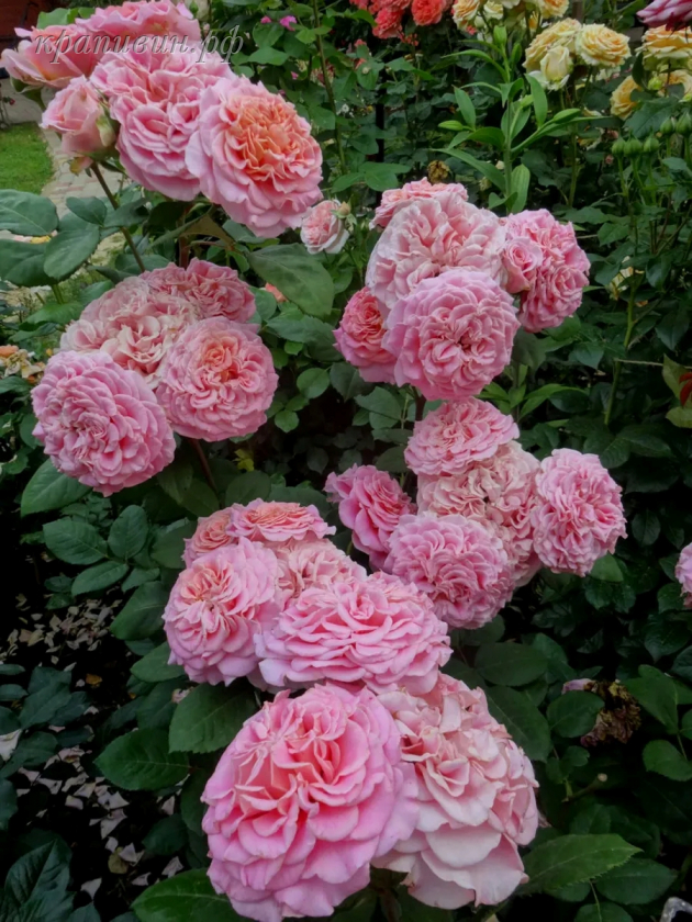 роза эшли фото и описание отзывы зимостойкость розы флорибунда