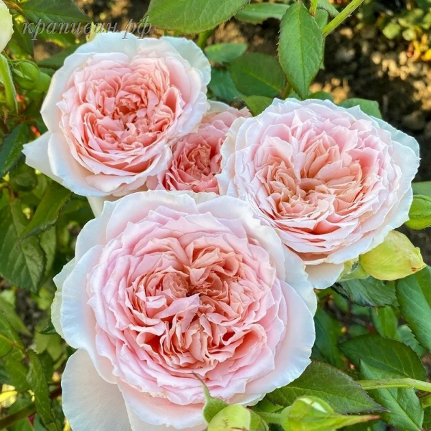 роза японская принцесса хитоми