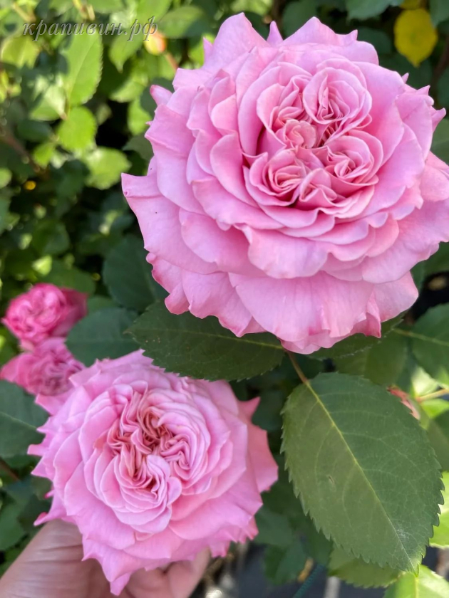 роза эшли энциклопедия роз