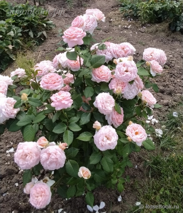 питомник крапивиных