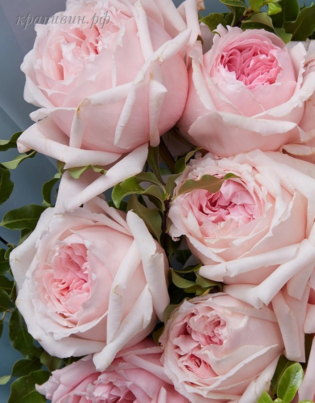 питомник богатенкова