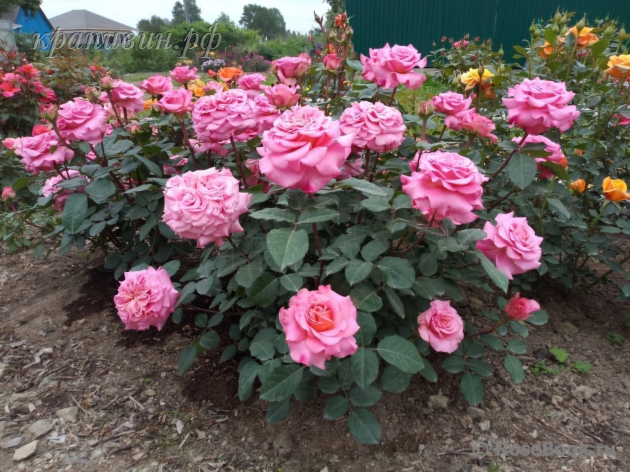 роза эшли отзывы