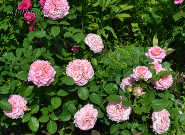 эшли роза описание