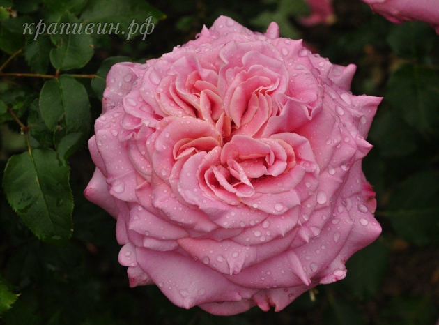 эшли роза описание энциклопедия