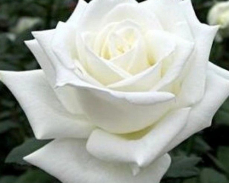 анастасия роза фото и описание