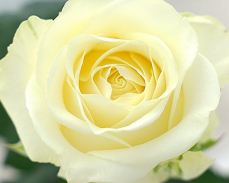 роза анабель