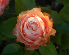 кахала энциклопедия роз