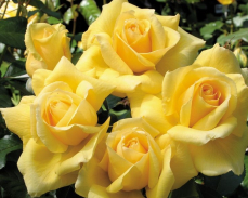 роза кип смайлинг