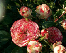 крапивин розы