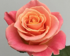 мисс пигги роза фото и описание