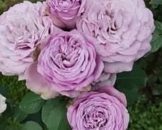 роза принцесса каори энциклопедия роз