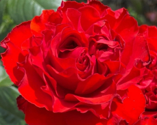 роза самарканда