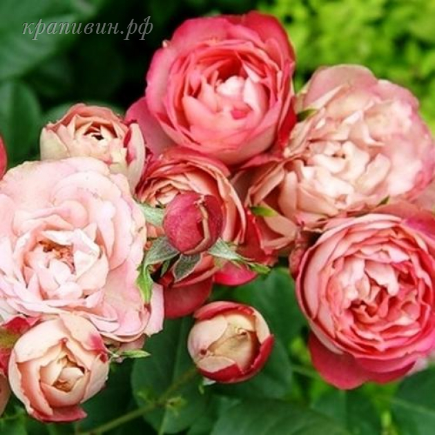 акрополис роза