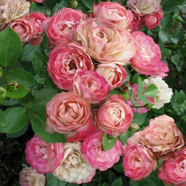 роза акрополис