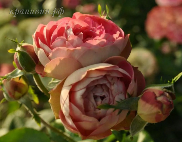акрополис роза энциклопедия роз