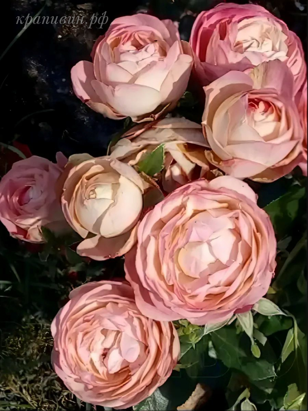 роза акрополис энциклопедия роз