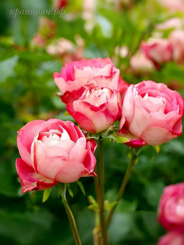 питомник крапивиных