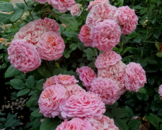 роза эшли фото и описание отзывы зимостойкость розы флорибунда