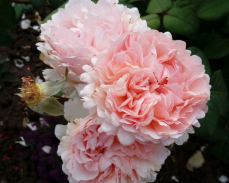 розы тантау