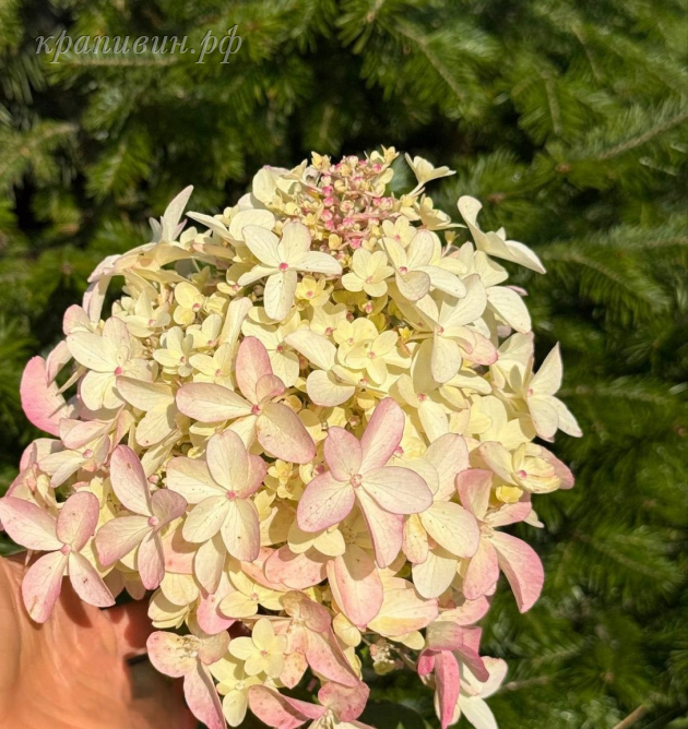 панзола гортензия метельчатая