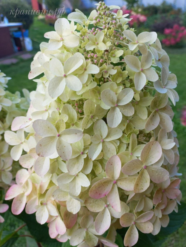 гортензия панзола