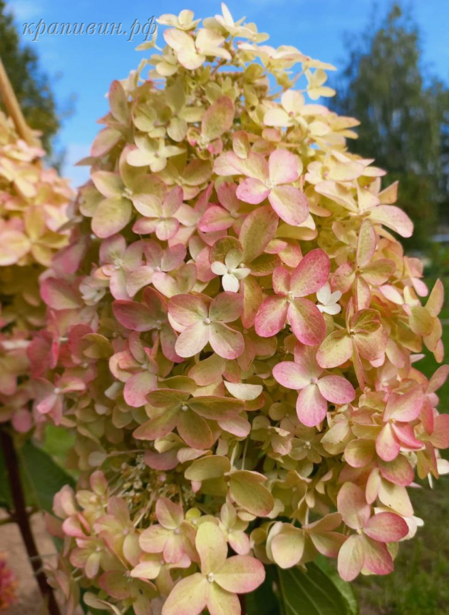 панзола гортензия