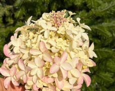 панзола гортензия метельчатая