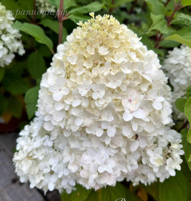 гортензия пансана