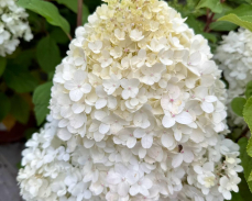 гортензия пансана