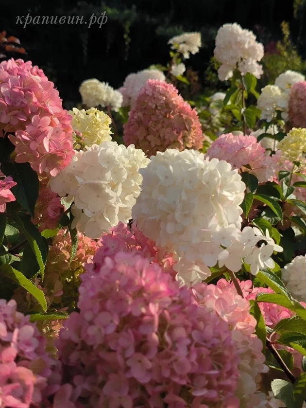 гортензия петит черри фото и описание