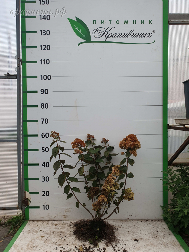 питомник гортензий