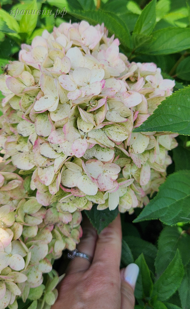 питомник крапивиных