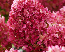 петит черри гортензия метельчатая