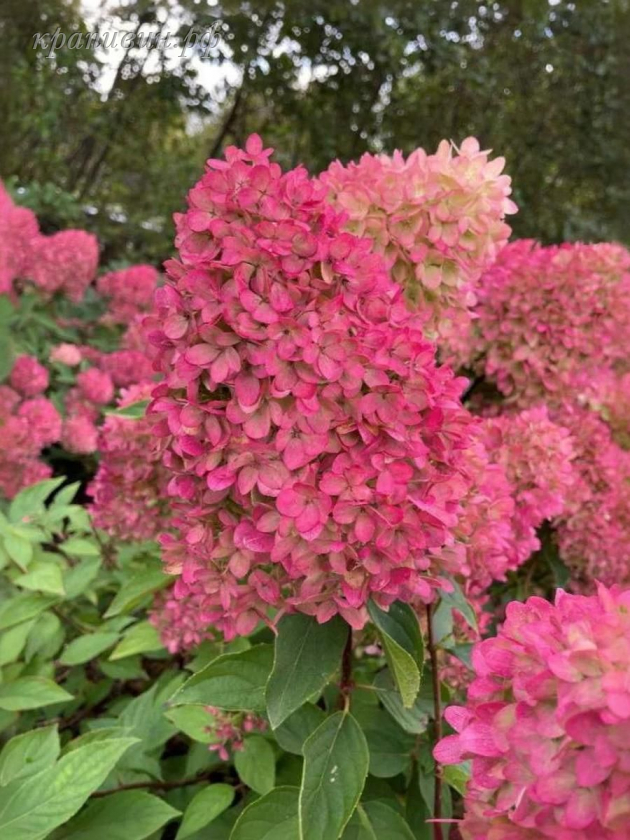 петит флори