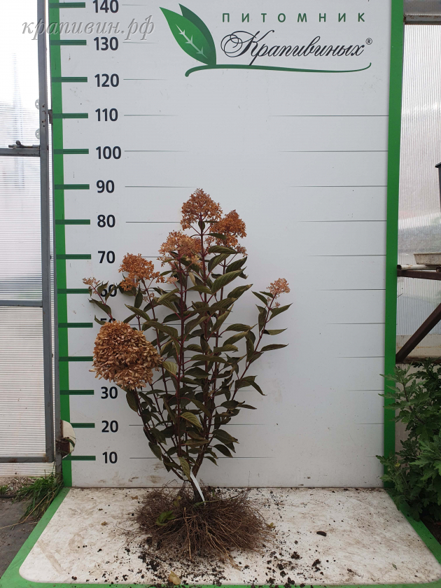 петит флори купить