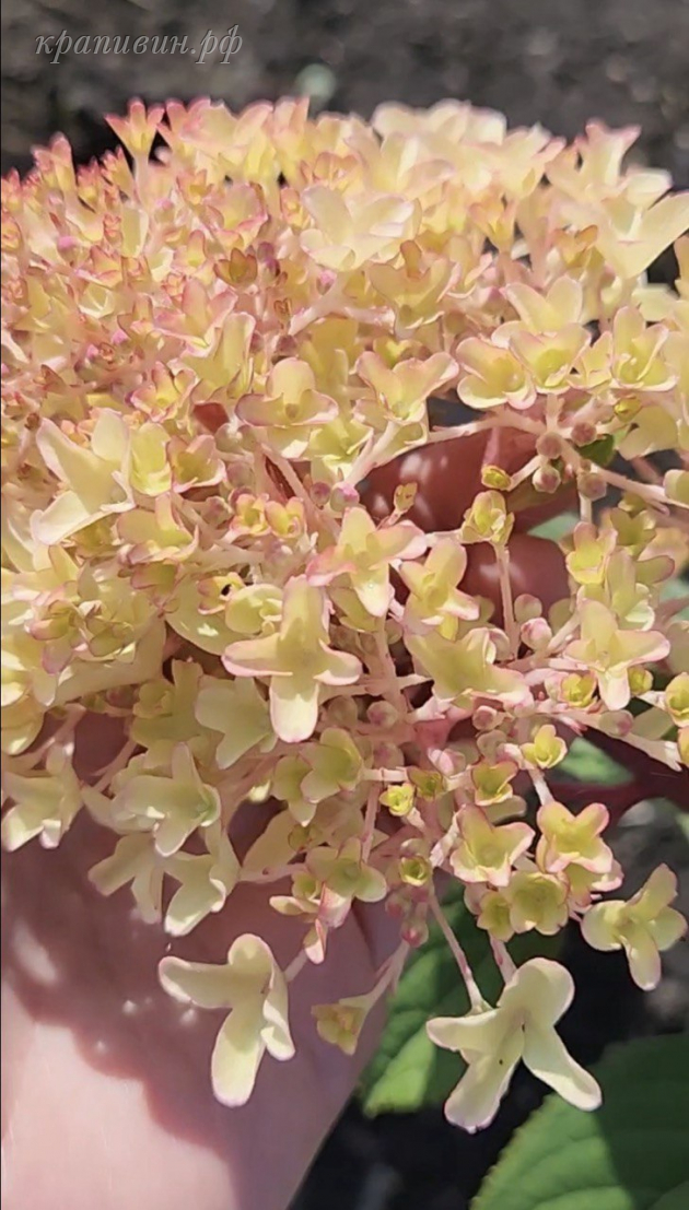 гортензия метельчатая петит флори