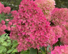 петит флори