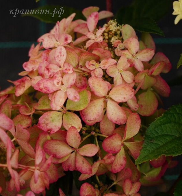 петит стар гортензия