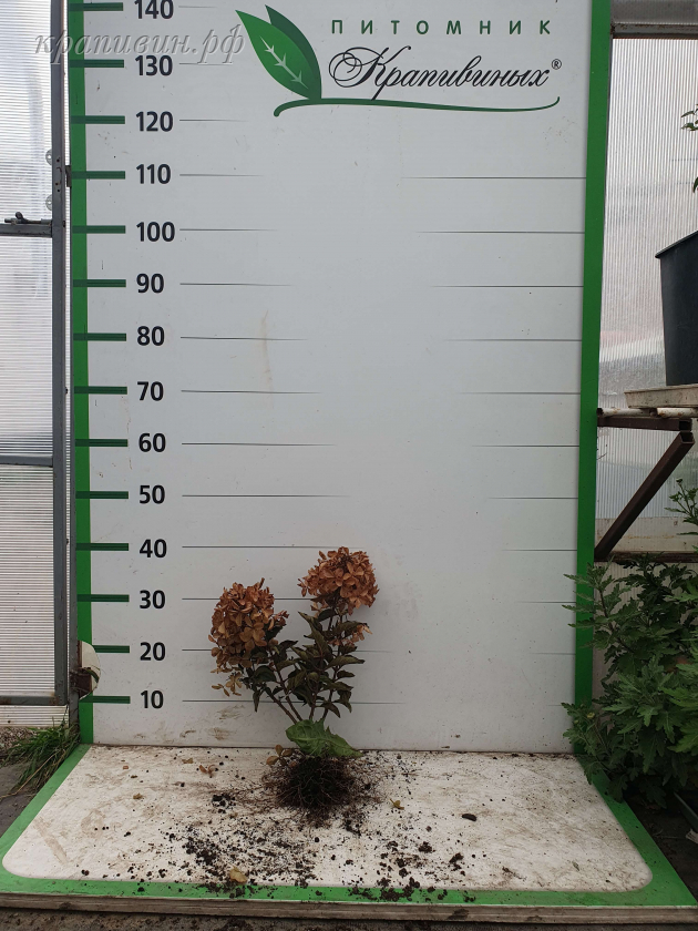 петит стар гортензия метельчатая