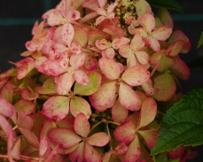 петит стар гортензия