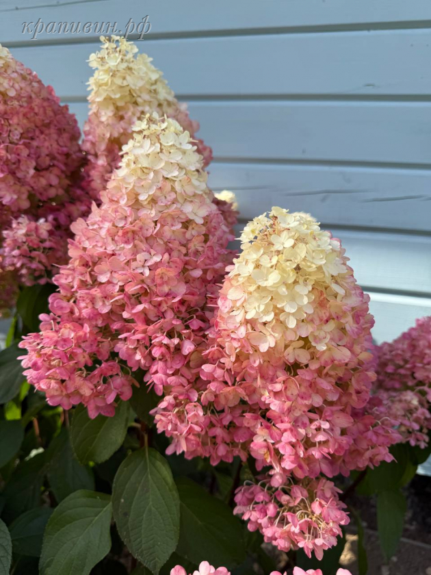 пинки промис