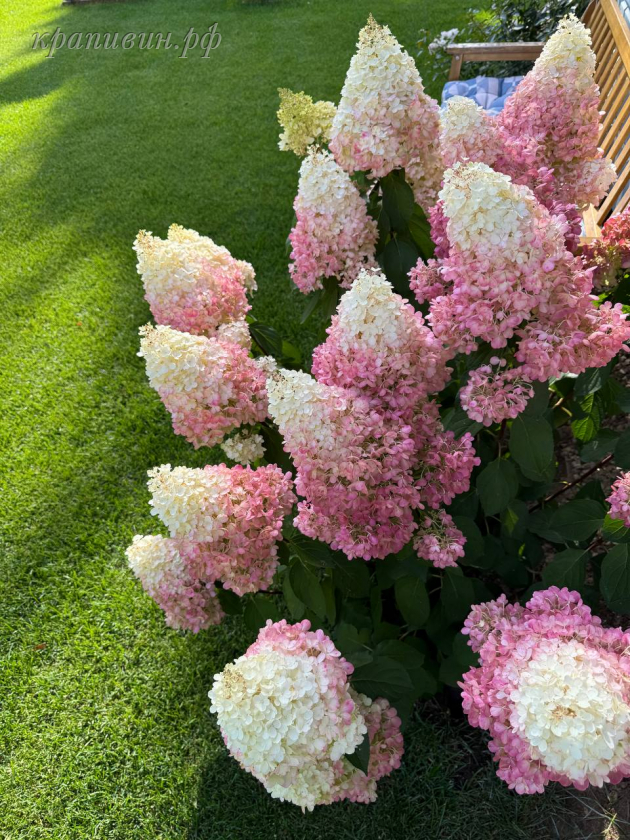 пинк промис фото и описание