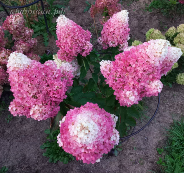 гортензия пинк промис