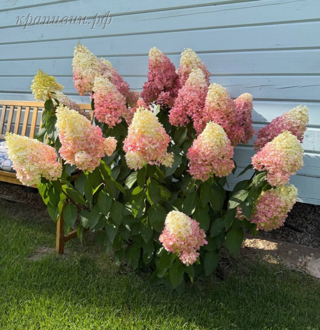 пинки промис гортензия метельчатая