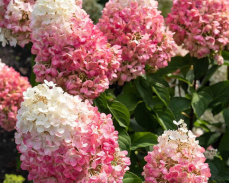 пинк промис купить в екатеринбурге