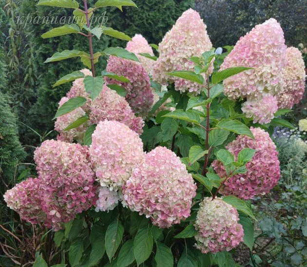 пинк энд роуз гортензия метельчатая